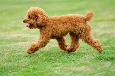 Toy Poodle Dog Health Characteristics History Best Guide