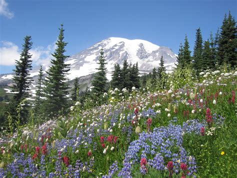 Climate Change At Mount Rainier Expected To Increase ‘mismatch Between