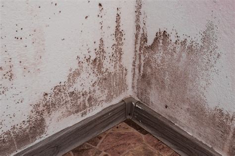 What Are Dangerous Kinds Of Mold In The Home