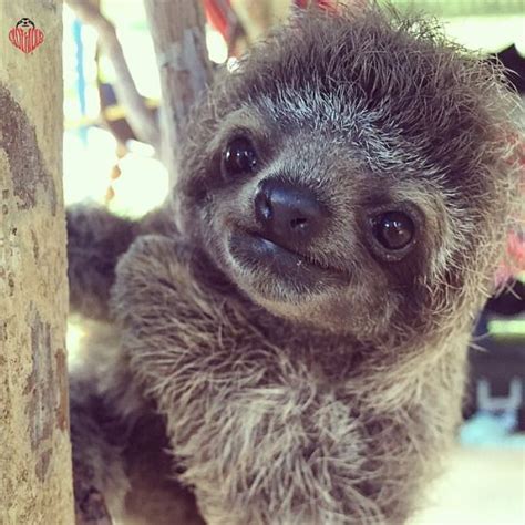 221 Best Images About Looove Sloths And Koalas On Pinterest