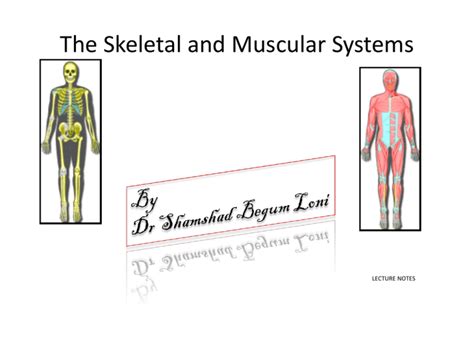 The Skeletal And Muscular Systems