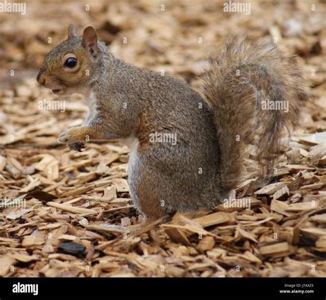 American Wild Rodent North Squirrel Western Eastern Grey Gray Tree