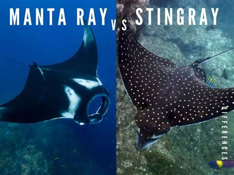 Difference Between Manta Ray And Stingray Sciquest