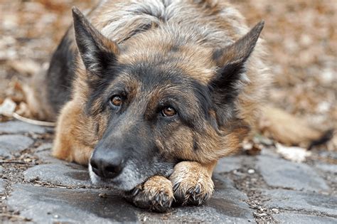 Tag #petbarn for repost 💛make the world a happier place through a love of pets💛 scroll below for adorable pet content 🐶🐱🐠🐰🐹🐍 👇articles & links here: Is My Pet Lonely? | Petbarn