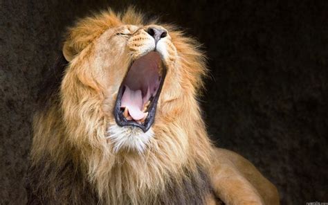 Lion Yawn Hd Wallpaper Animals Wallpaper Better