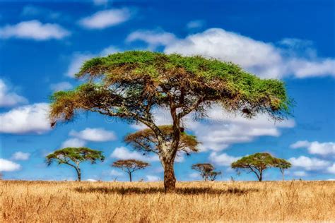 Beautiful Shot Of A Tree In The Savanna Plains With The Blue Sky In The