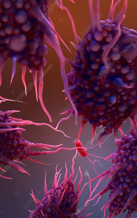 Macrophage Engulfing Bacteria Artwork Stock Image C0215511