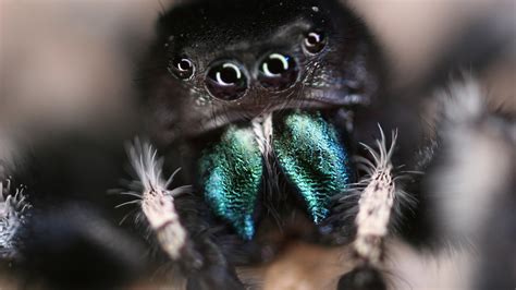 This Halloween Consider The Unappreciated Beauty Of Spiders The New