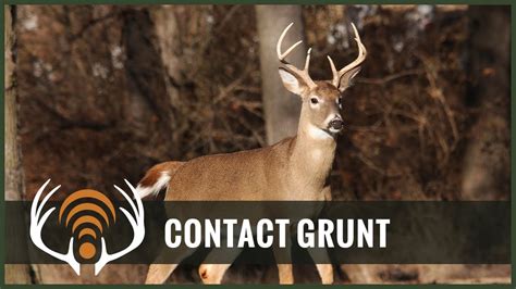 Whitetail Deer Buck Contact Grunt Sound Only Call In Big Bucks