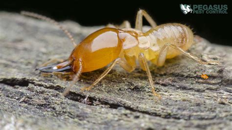 9 Warning Signs You Have Termites In Your Home