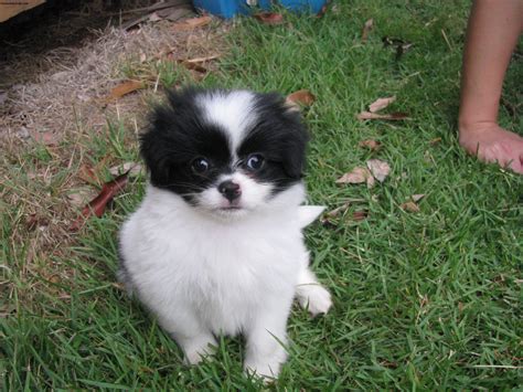 Japanese Chin Puppies Rescue Pictures Information