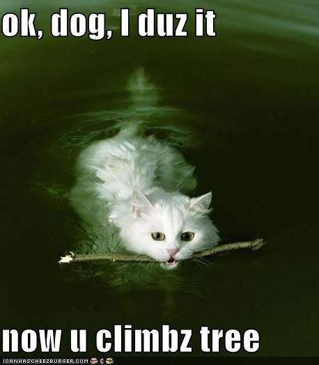 Funny Cat Sayings Mysmelly Animal Community Pics Hd