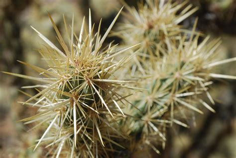 Aparte quieres saber algunos tips sobre el. Cuaderno de Bitácora: DESIERTO DE MOJAVE Y CALICO, TIMO ...