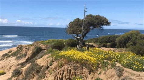 View sympathy flowers from oakland florists. Point Loma Flowers GIF - Find & Share on GIPHY