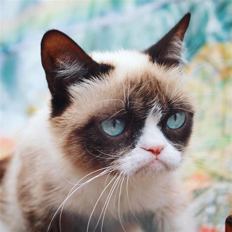 Grumpy Cat ♥ September 10th 2016 Grumpy Cat Cute Animals Grumpy