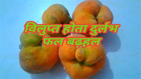 Badhal Endangered Fruit Youtube