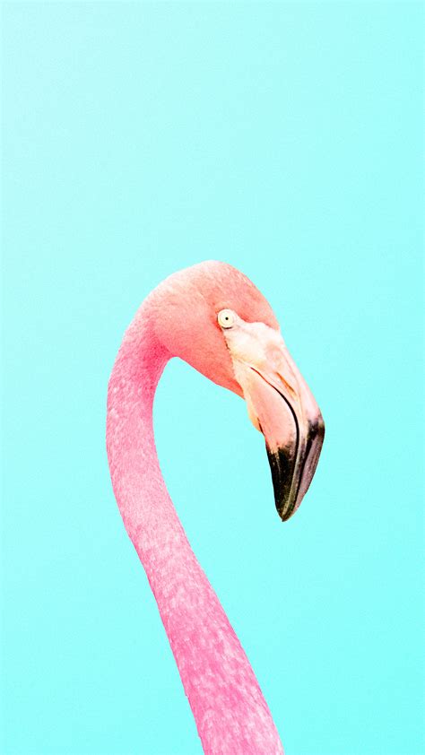 Flamingo Wallpaper Hd Iphone Gudang Gambar