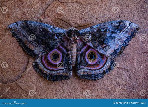 Beautiful Butterfly Month With Eyes Spot Mimicryon The Wing Stock Photo