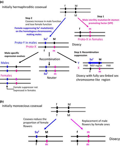 Evolution Of Sex Determining And Sex Linked Genome Regions A Download Scientific Diagram