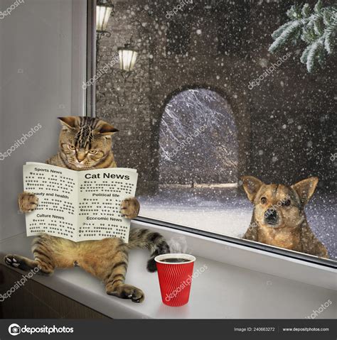 Funny Cat Reading Newspaper Drinking Coffee Windowsill