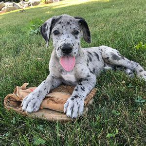 Thanks for visiting our great dane mix page! Great Dane Puppies for Sale | PuppySpot