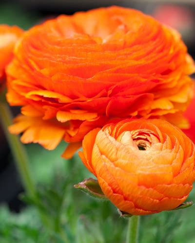 X Ranunculus Oranje Jub Holland