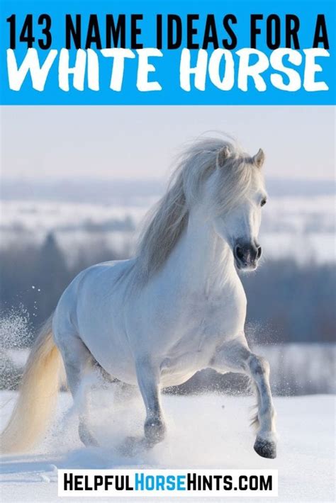 143 Names For White Horses Including Barn Names And Show Names