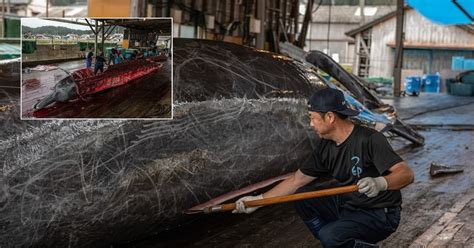 Fotot brutale të gjuetisë së balenave në Japoni Bota