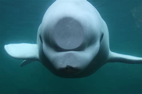 Beluga Whale Facts For Kids Biological Science Picture