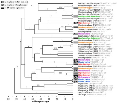 Time Calibrated Phylogeny For The Pooideae Y N Sk N Type Dhn Gene
