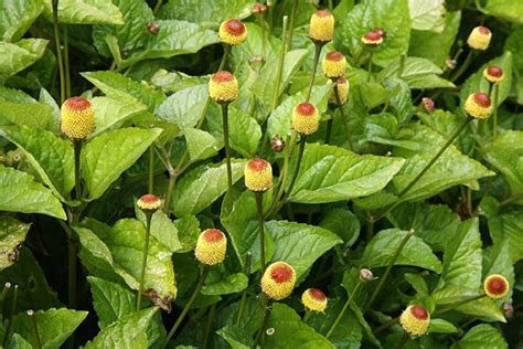 1000 Spilanthes Acmella Seeds Toothache Plant Seeds Etsy Uk