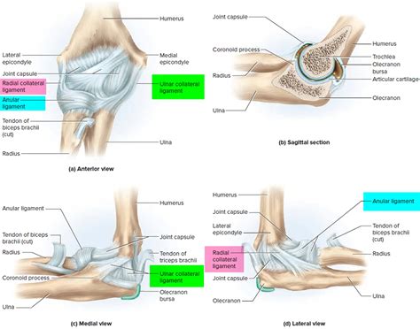Study flashcards on shoulder complex: Ligaments - Thumb, Shoulder, Elbow, Hip, Knee and Ankle ...