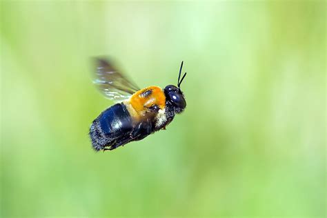 Do Female Carpenter Bees Sting Or Bite Picture Of Carpenter