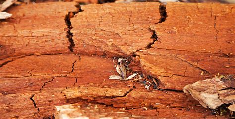 Rotten Wood Texture Rotten Tree Closeup And Its Rotten Fragments Stock