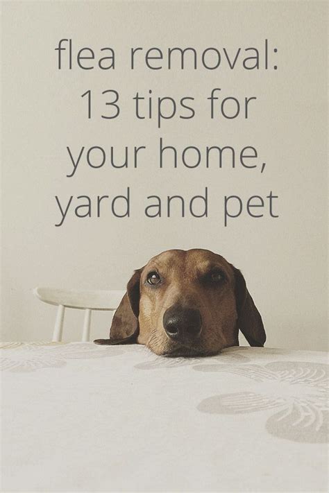 How To Get Rid Of Fleas In Your House In Your Yard And More Flea In