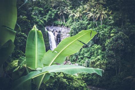 Waterfall Deep In The Tropical Rain Forest Of Ubud Tropical Bali