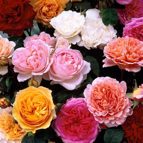 Over 200 english roses have been released since 1961. David Austin Roses - SAVE €50.00! - Mr Middleton Garden Shop