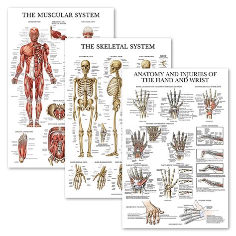 3 Pack Muscle Skeleton Anatomy And Injuries Of The Hand And Wrist