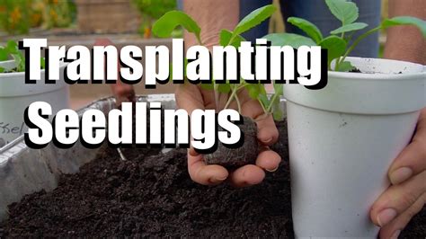 transplanting seedlings into cups growing your fall garden extra youtube