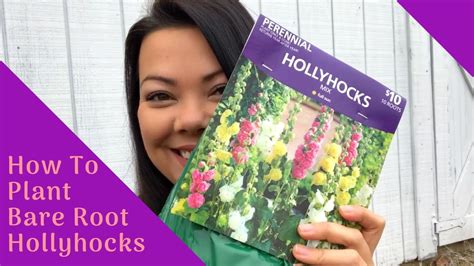 How To Plant Bare Root Hollyhocks Its Super Simple Youtube