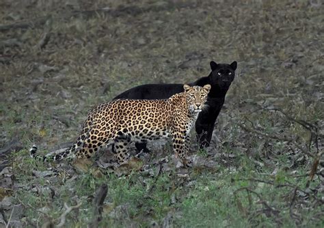 rare black panther shadows his leopard mate in incredible shot by photographer mithun h — colossal