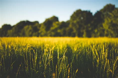 Wallpaper Sunlight Trees Landscape Food Depth Of Field Sunset