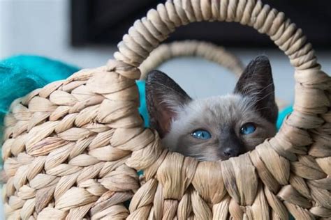 At austin animal center, you can find all breeds, ages, types and personality types. Best Siamese Cat Names for Males and Females - The Pet ...