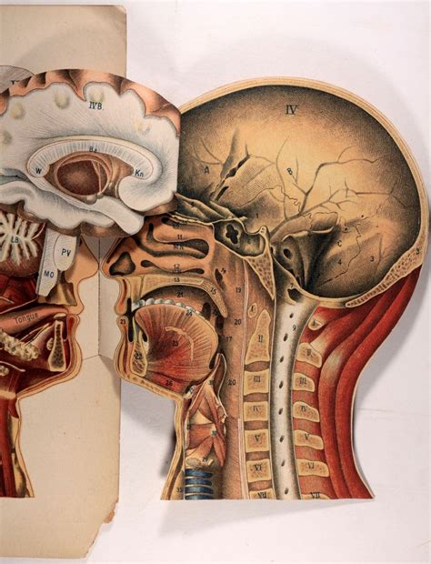 3d video tutorials and interactive modules on the anatomy of the back including anatomy of the musculature, vertebral column, joints and ligaments. Vintage illustration from "The Anatomy Of The Human Head ...