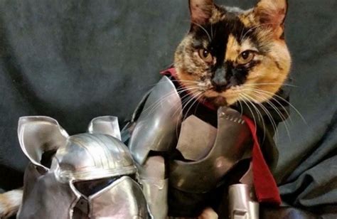Battle Armor For Cats Is A Real Thing Sheknows