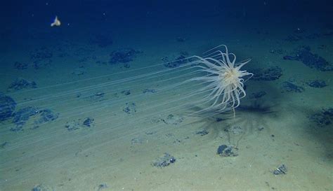 New Species From The Abyssal Ocean Hint At Incredible Deep Sea