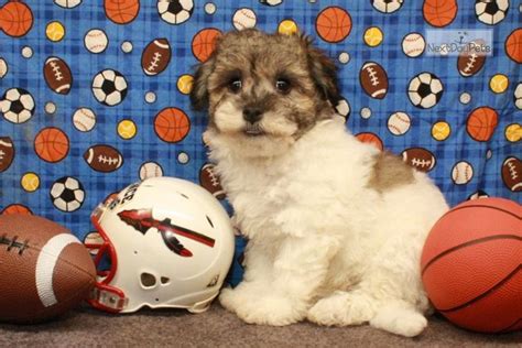 Contact idaho havanese breeders near you using our free havanese find havanese puppies and dogs for adoption today! Adorable : Havanese puppy for sale near Oklahoma City, Oklahoma. | 41b20204-84c1