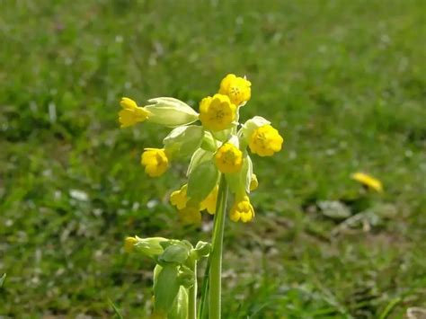 Cowslip Side Effects Uses And Health Benefits
