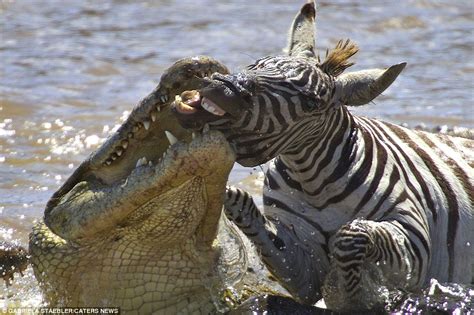 The Jaws Of Death Terrifying Final Moment Of Zebra Snatched From Its