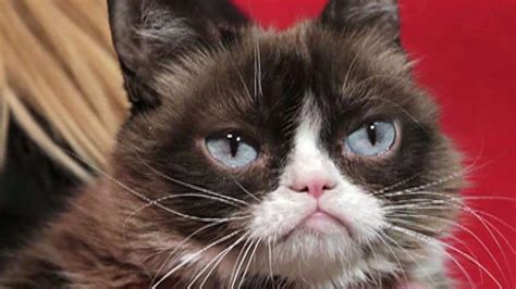 The cat, whose real name is tardar sauce, became famous in 2012 after photographs of her grumpy expression rocketed. How much was Grumpy Cat worth? | Fox Business